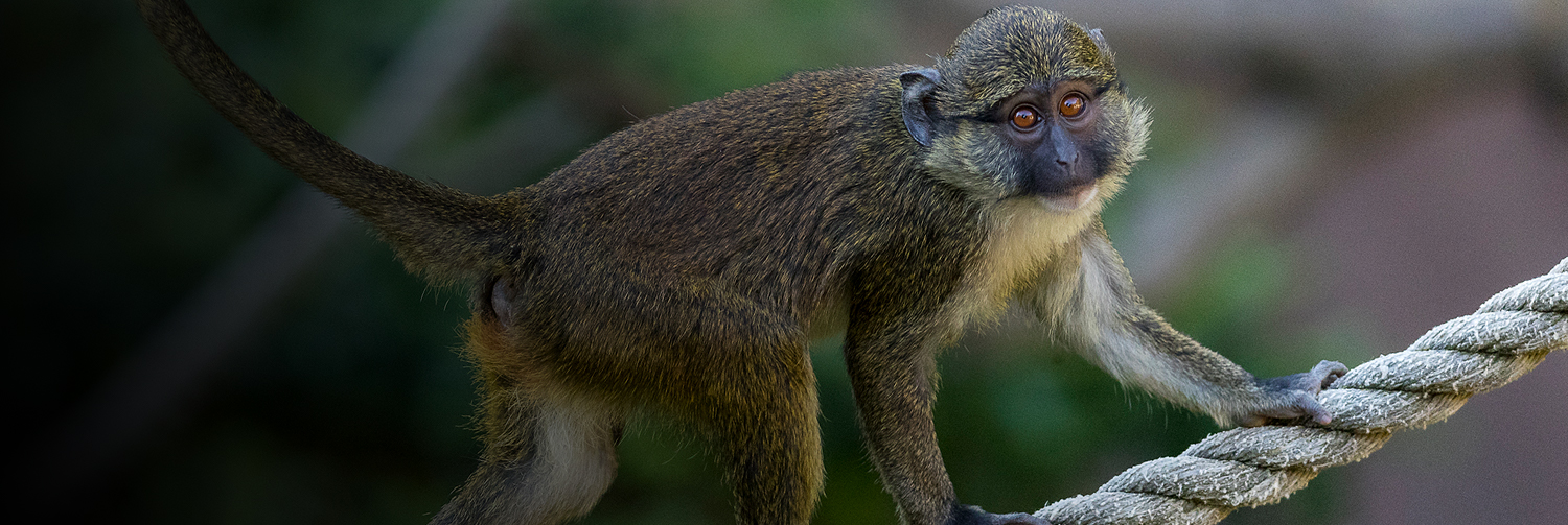 Allen's swamp monkey climbing across rope.