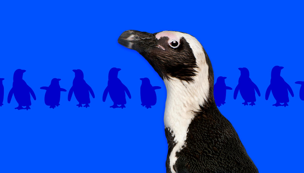 African penguin standing in front of a line of penguin silhouettes.
