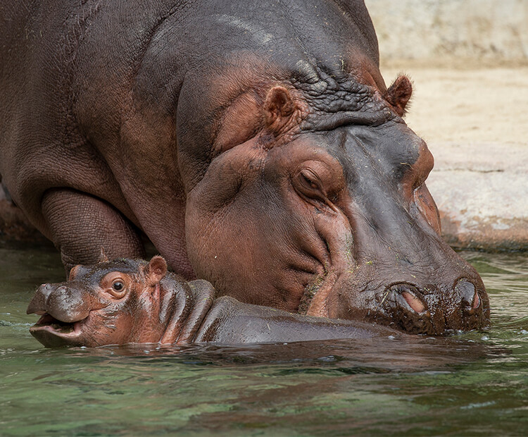 Amahle in water with her mother Funani behind her.
