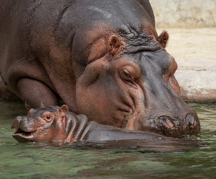 baby hippopotamus mouth