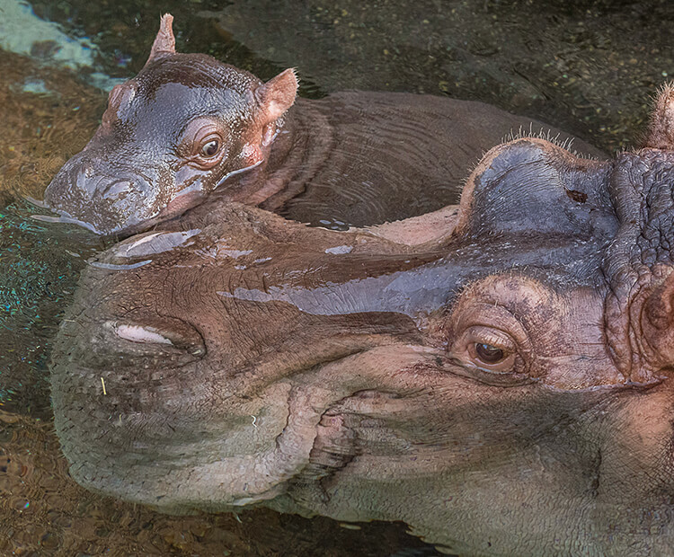 Amahle in the water with Funani.