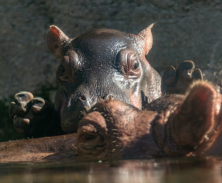 Amahle with her fore-feet sticking up in the air.