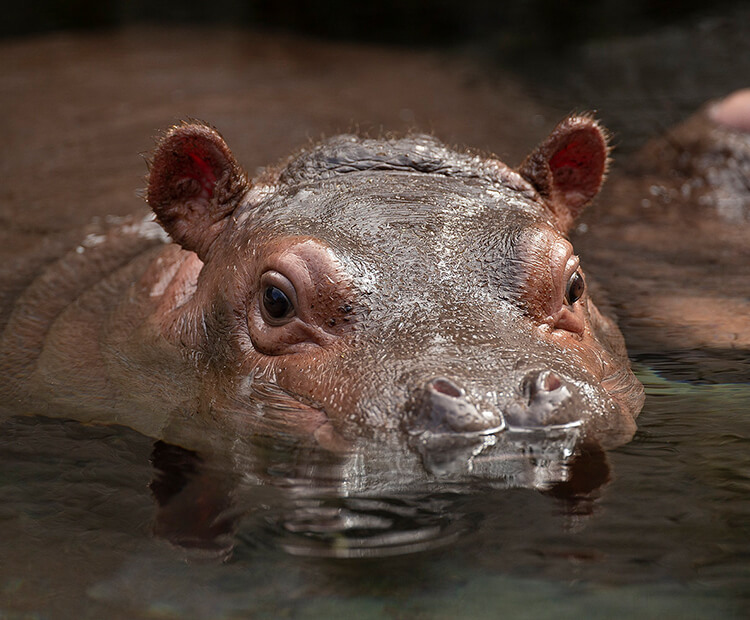 Amahle in water.