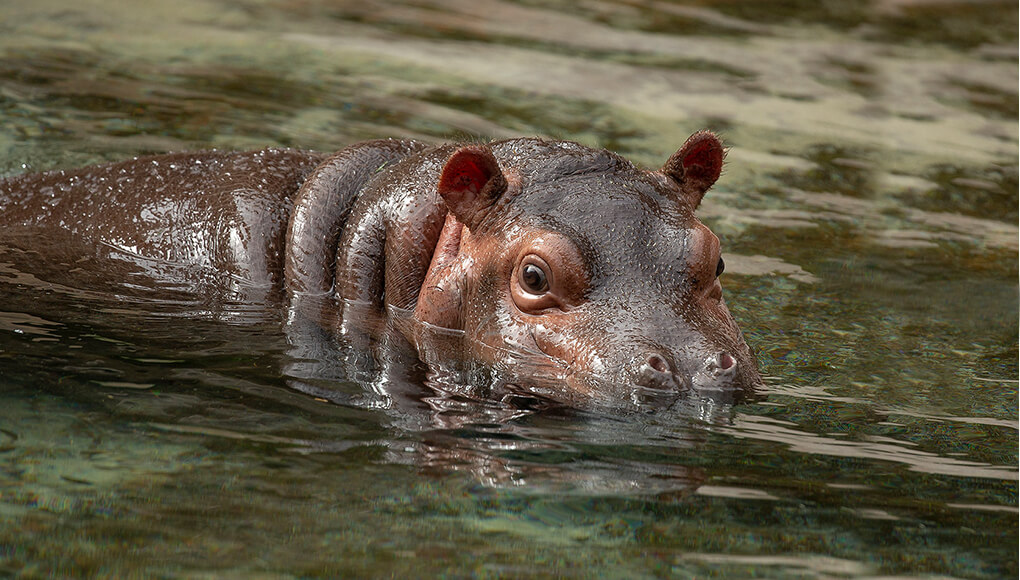 baby hippopotamus mouth