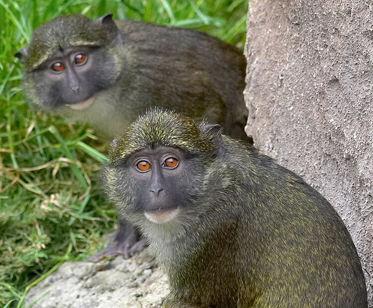 A pair of Allen's swamp monkeys.