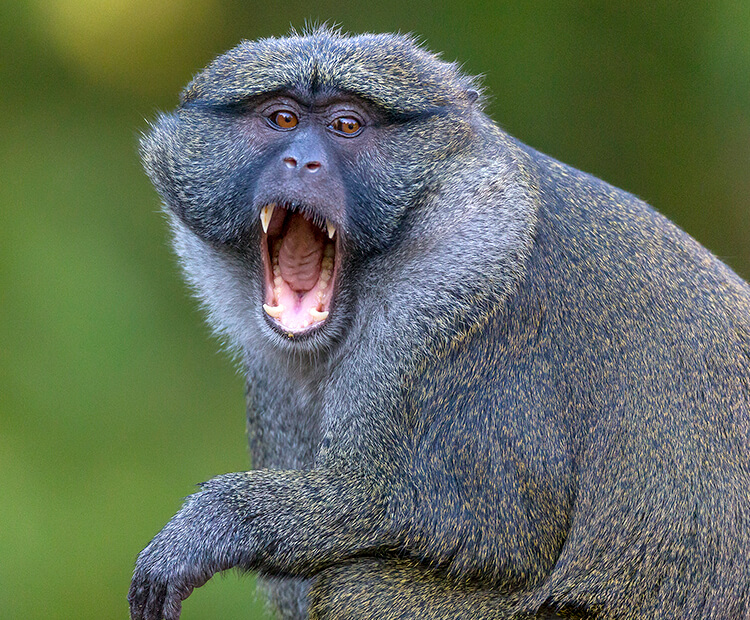 Allen's swamp monkey with mouth open.