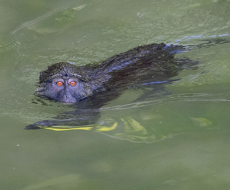 Allen's swamp monkey swimming.