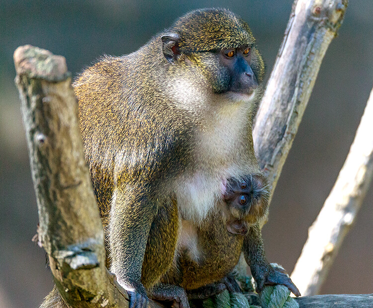 Allen's swamp monkey mom with baby holding on to her stomach.