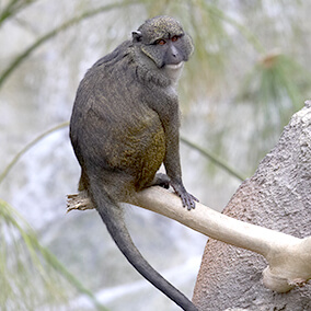 Allen's swamp monkey  Smithsonian's National Zoo and Conservation