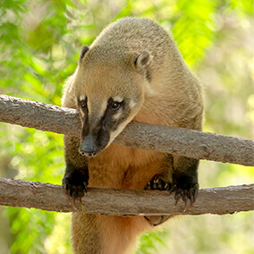 Coati scampering on branches.