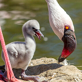 Lesser flamingo parent with chick.