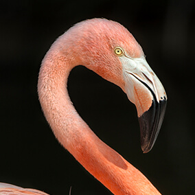 Caribbean flamingo