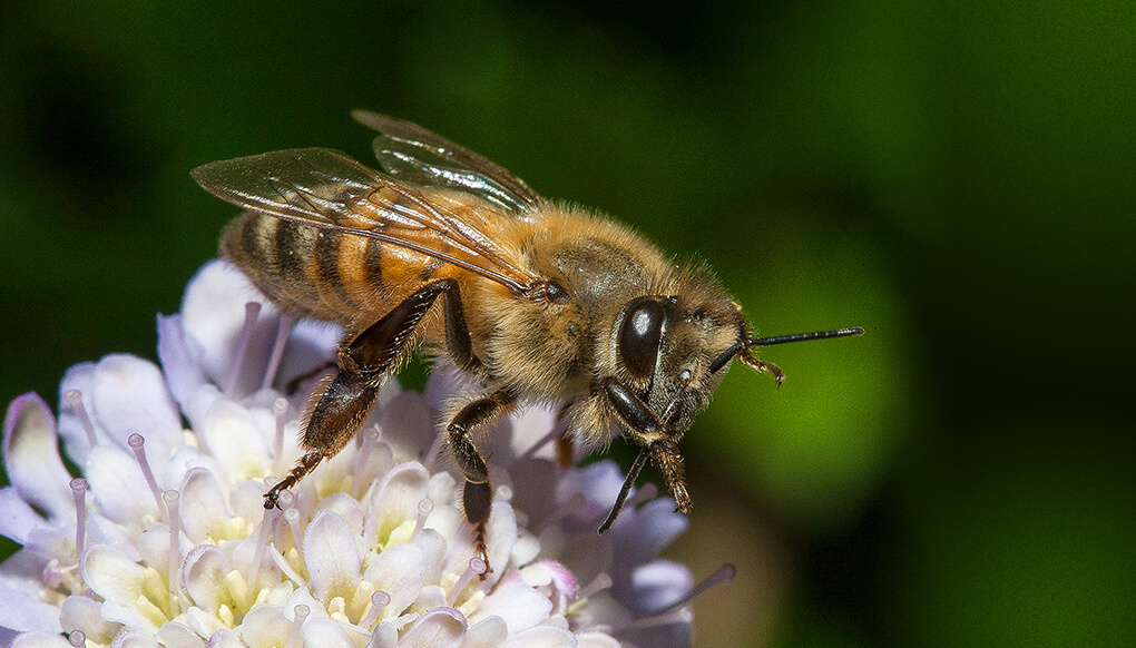 Honey bee on flower.