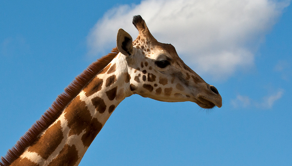 Giraffe against blue sky.