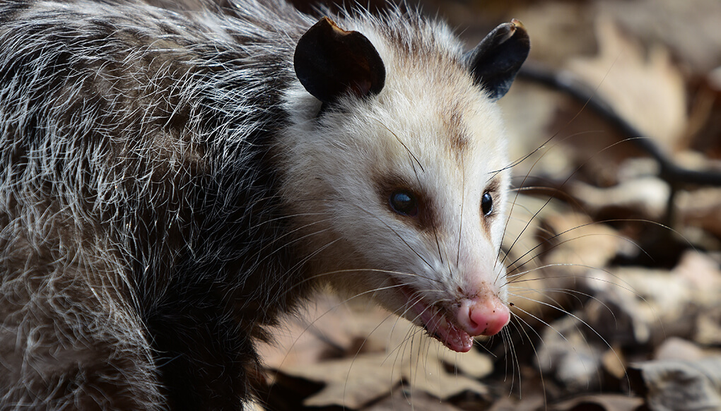 Virginia opossum on dried leaves.