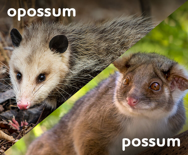Virginia opossum compared to an Australian possum.