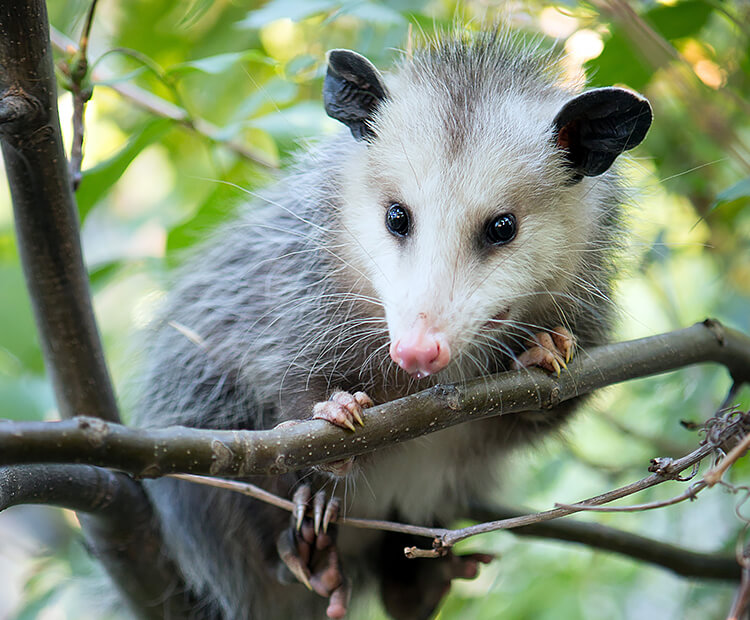 Opossum climbing tree.
