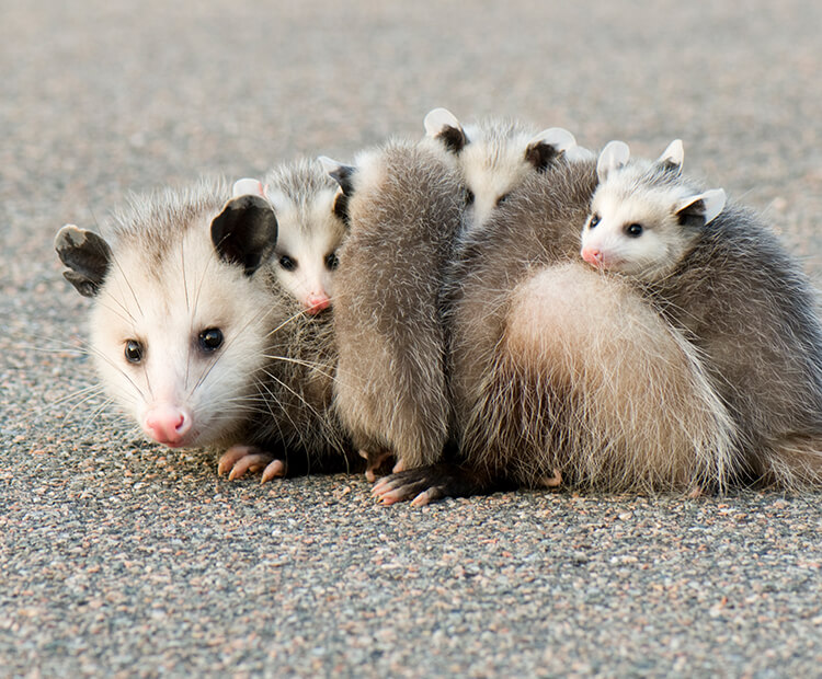 Mother opossum with multiple babies riding on her back as she crosses a road.