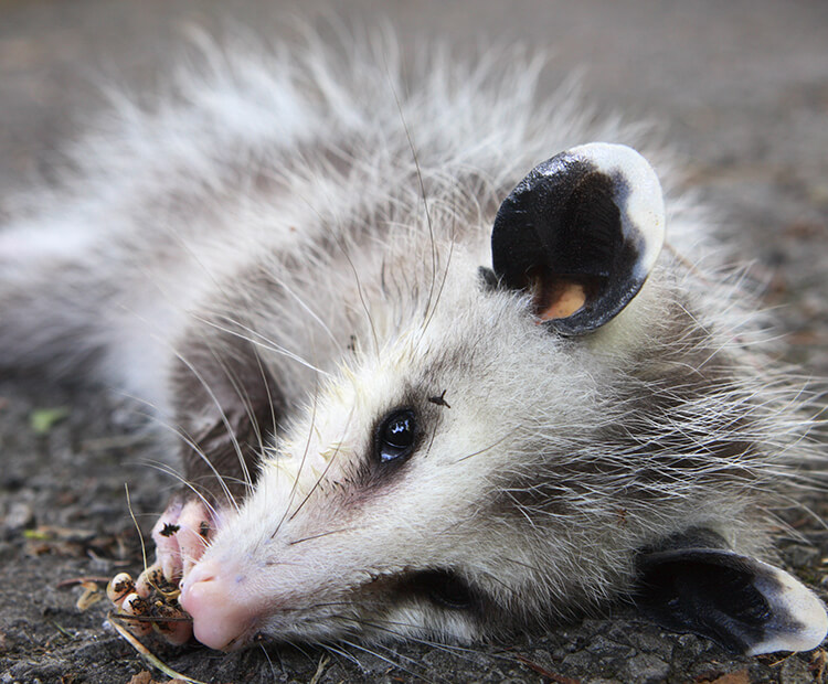 Just pretending! Opossum playing 'possum.