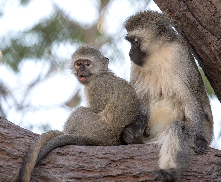 Most and his grandmother, Thelma, sitting on a tree branch together.