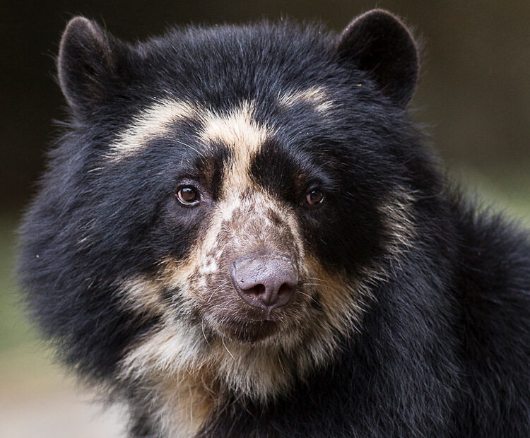 Agapito's mother, Andean bear, Alba. 