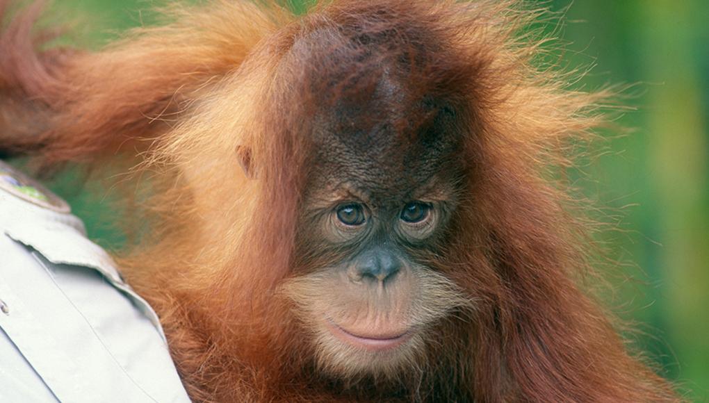 Karen being held by wildlife care specialist.