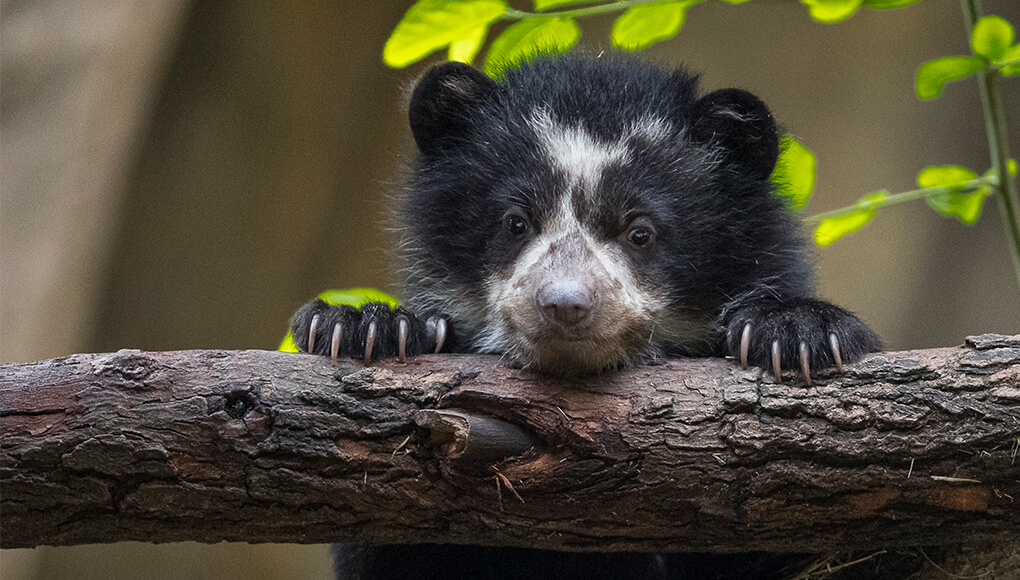Agapito the Andean bear cub peeking over a horizontal log.
