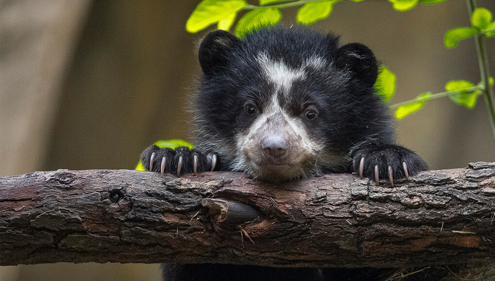 File:Spectacled Bear at Jersey Zoo - geograph.ci - 154.jpg