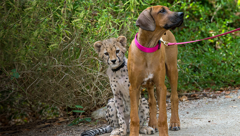 Ruxxa the cheetah with Raina the dog.