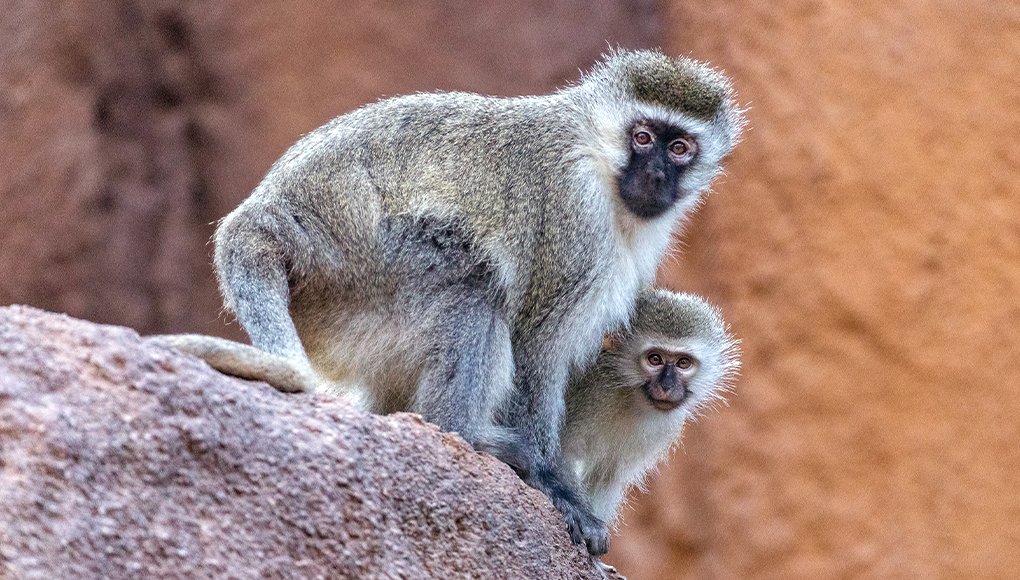 Monkey  San Diego Zoo