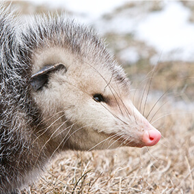 Virginia opossum profile.