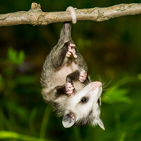 Baby opossum hanging by its prehensile tail from a branch.
