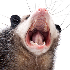 Virginia opossum with mouth wide open showing teeth.