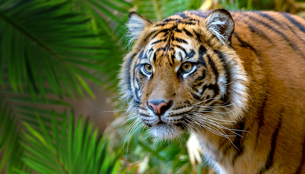 word-safari-global-tiger-day-san-diego-zoo-wildlife-explorers