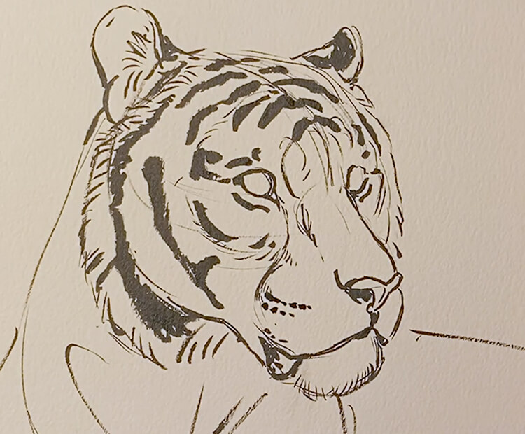 how to draw a realistic tiger step by step