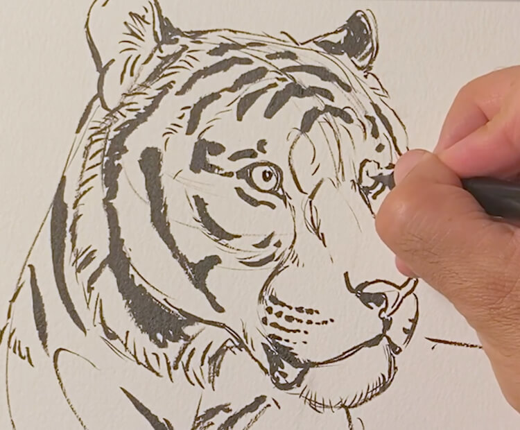 Tiger Face Drawing  How To Draw A Tiger Face Step By Step