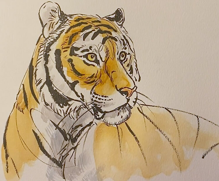 Tiger drawing - Mistry Visuals - Drawings & Illustration, Animals, Birds, &  Fish, Wild Cats, Tigers - ArtPal