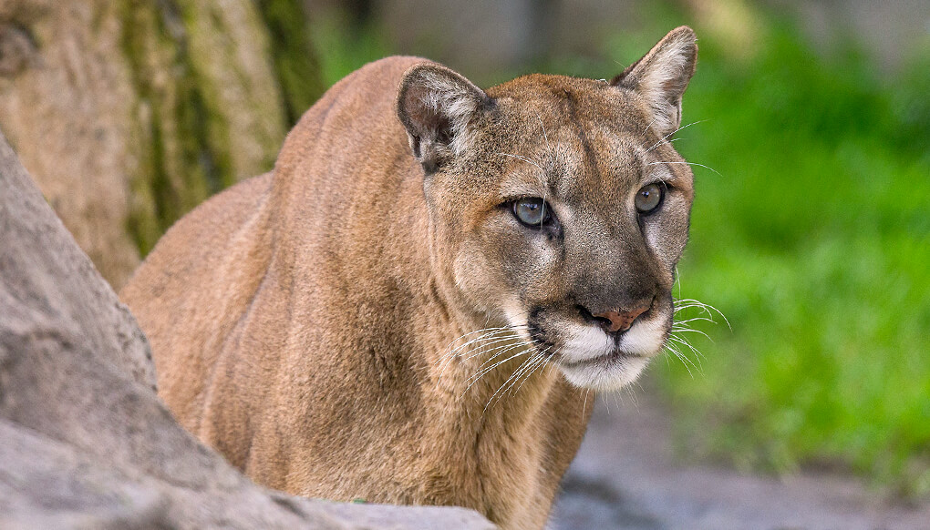 mountain lion in living room