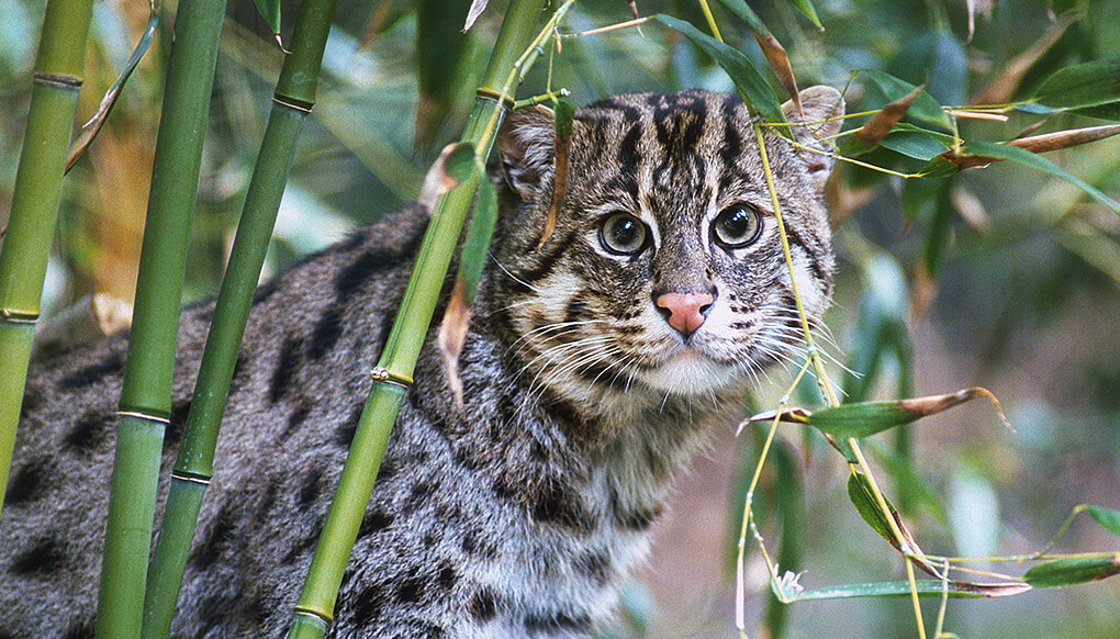 Fishing cat  Smithsonian's National Zoo and Conservation Biology Institute