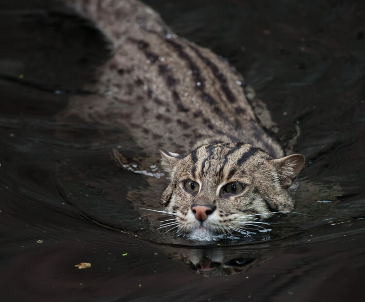 Fishing cat swimming in water.