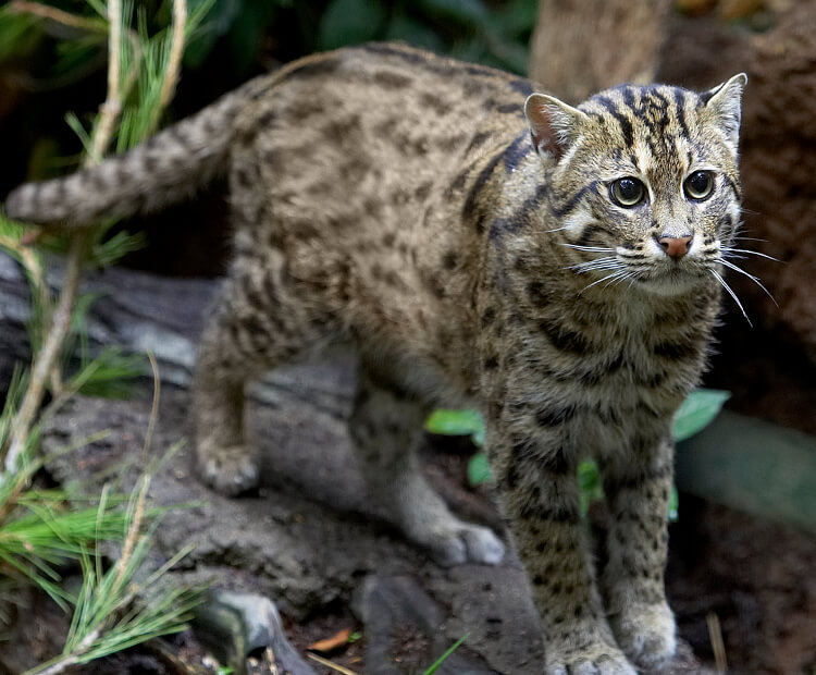 Fishing cat  San Diego Zoo Wildlife Explorers