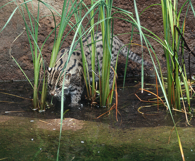 Fishing cat hunting in shallow water.