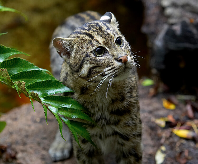 Young fishing cat looking upwards.