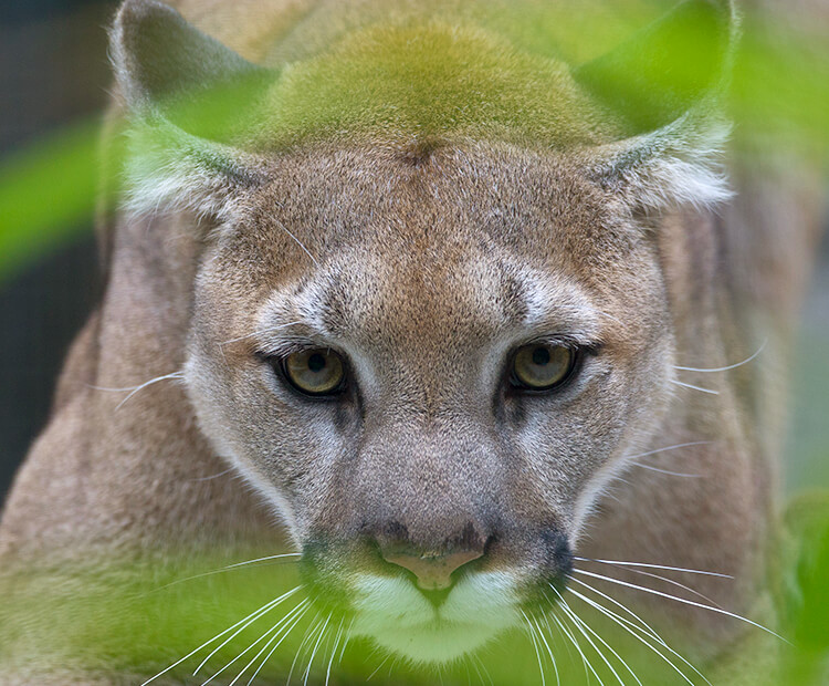 Mountain lion crouching behind foliage.