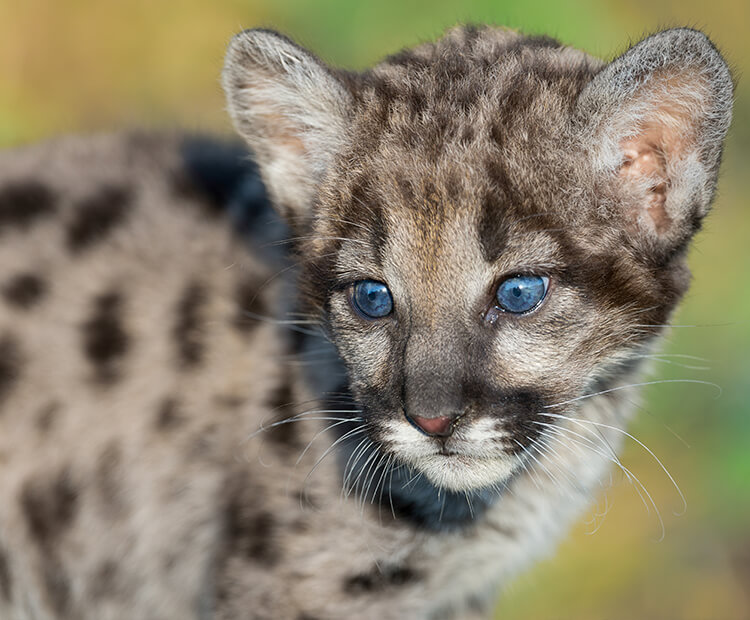 Mountain lion cub