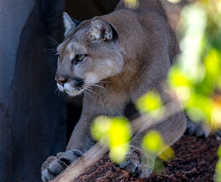 Mountain lion prowling