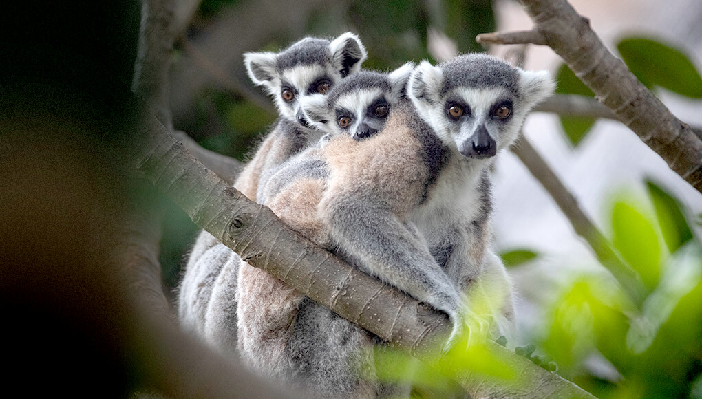 Mother lemur Rosalie with her twins riding on her back.