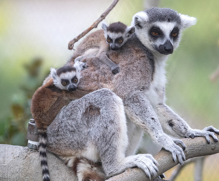 Mother lemur Rosalie with her new twins riding on her back.