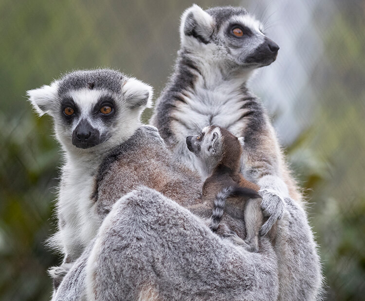 Rosalie with one of her twins visible on her back, as Armand stands behind them.