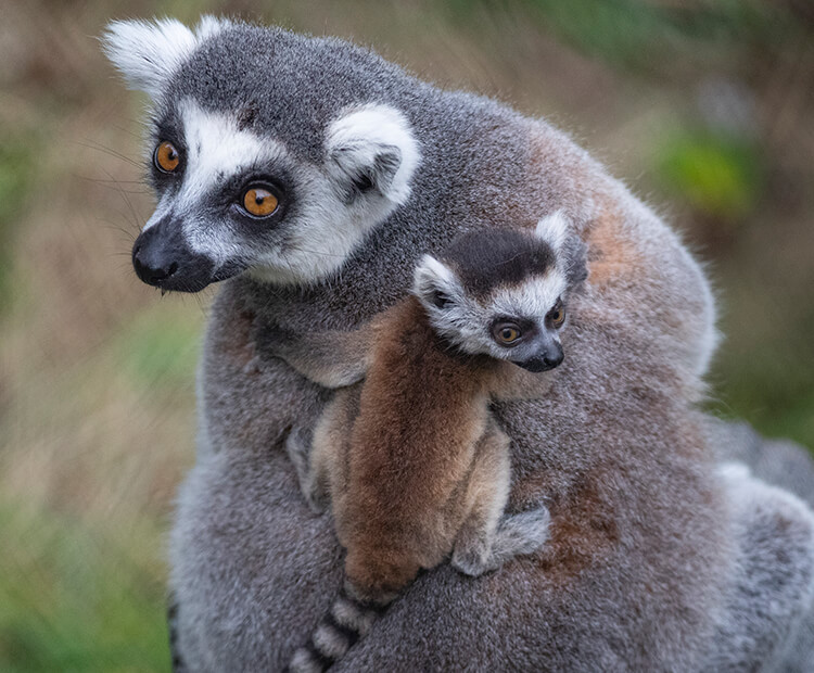 Rosalita with one of her small twins on her back.